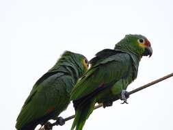 Image of Amazona autumnalis autumnalis (Linnaeus 1758)