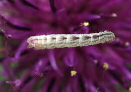 Image of double-striped pug