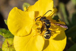 Image of Parancistrocerus leionotus (Viereck 1906)