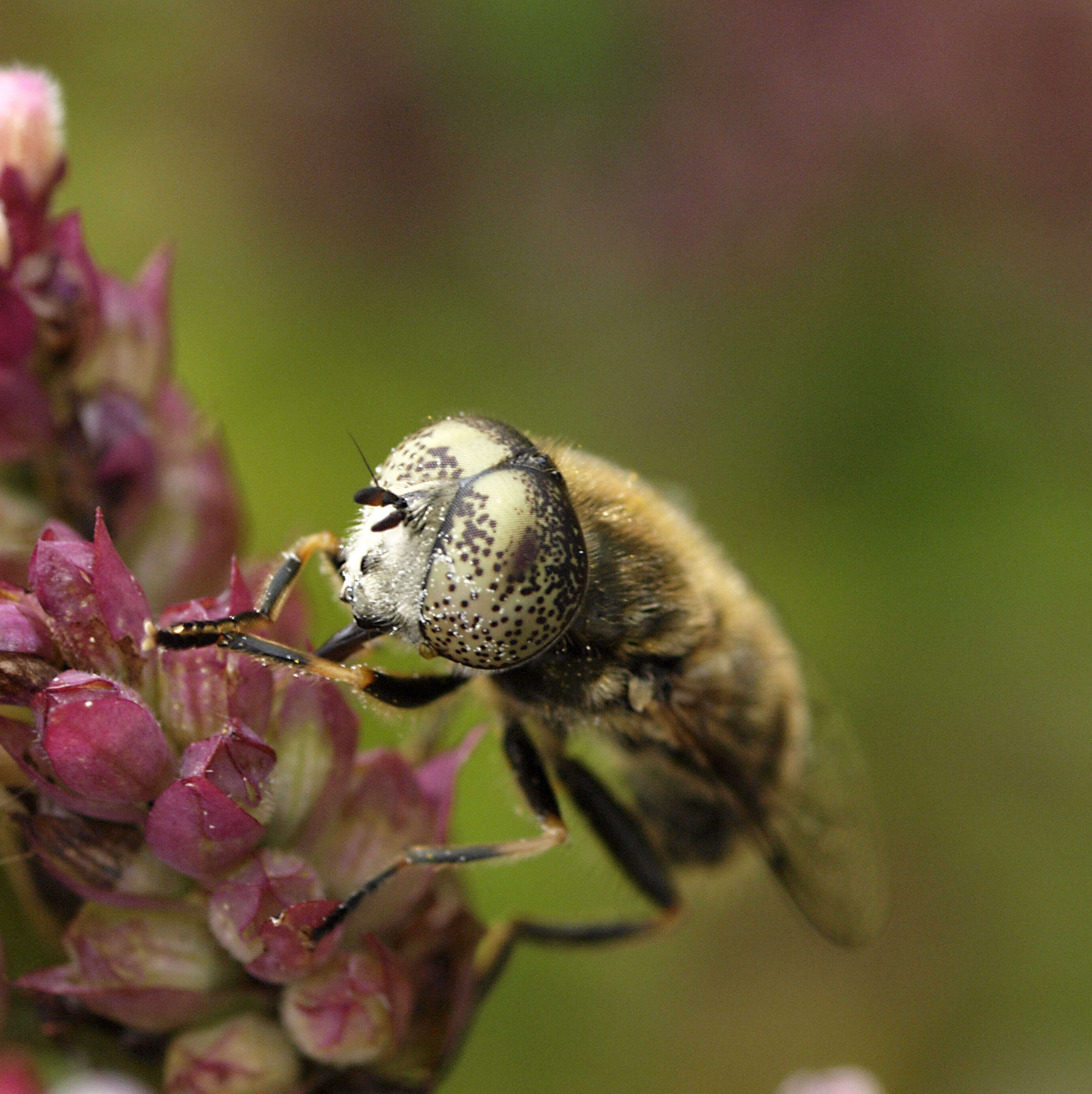 Image of origanum