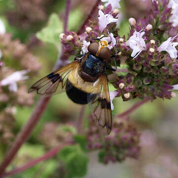 Image of gread pied hoverfly