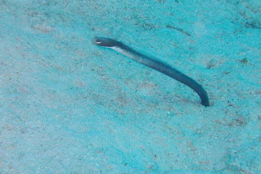 Image of Brown Garden Eel