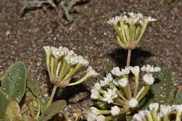 Image of Wyoming Sand Verbena