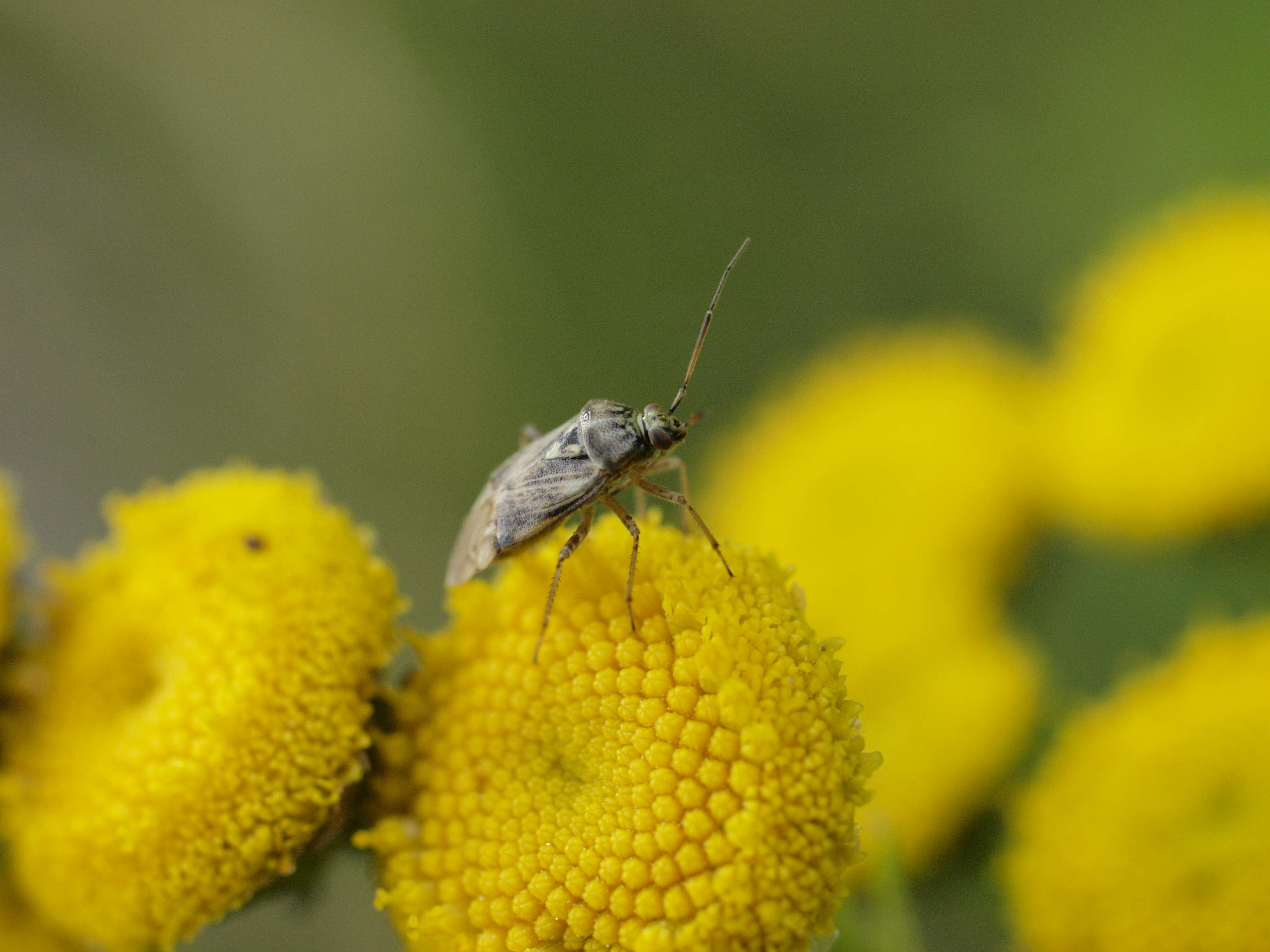 صورة Lygus rugulipennis Poppius 1911