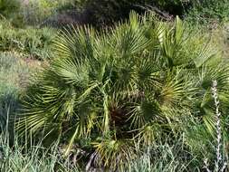 Image of fan palm