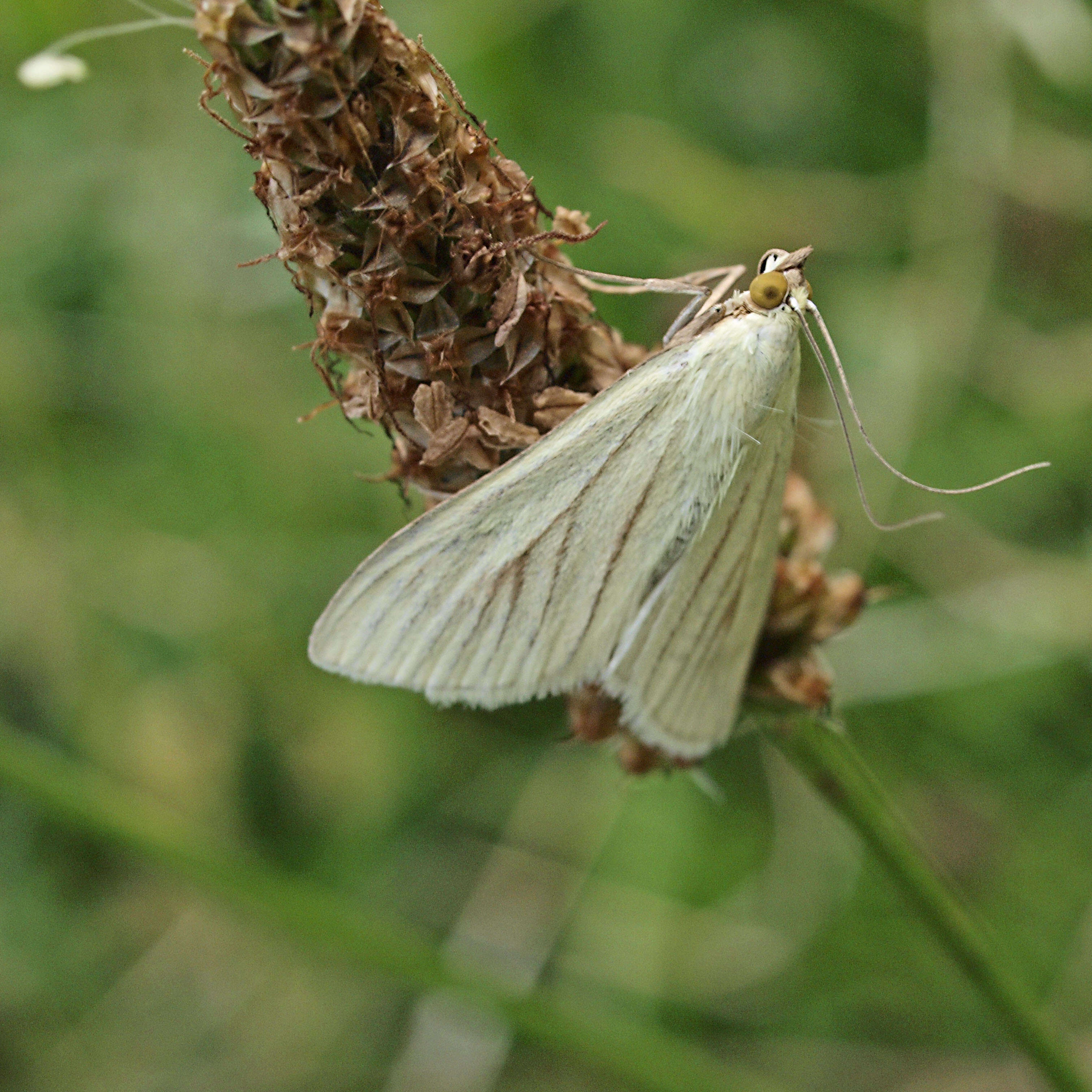 صورة Sitochroa palealis Schiffermüller