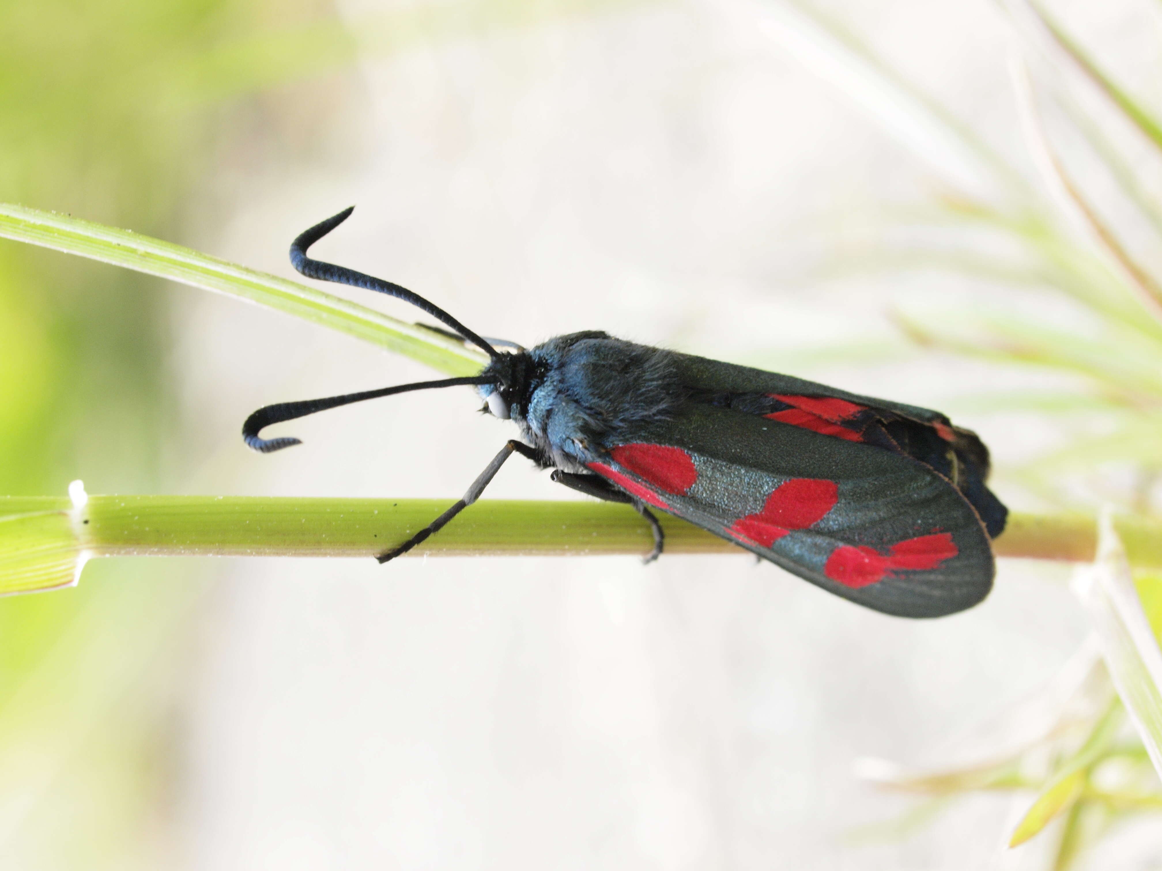 Image of six-spot burnet