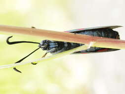 Image of six-spot burnet