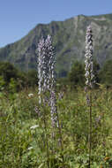 Imagem de Aconitum orientale var. ponticum Rapaics