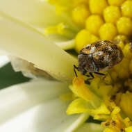 Anthrenus verbasci (Linnaeus 1767) resmi