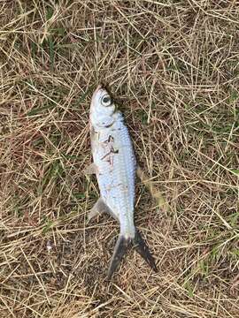 Image of tarpons