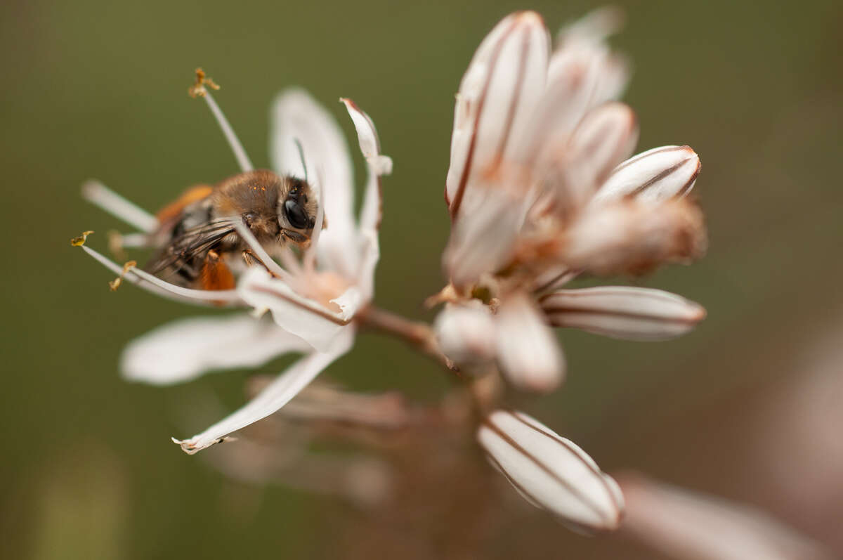 Image of Eucera gracilipes Pérez 1895