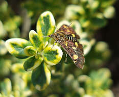 Image of Mint moth