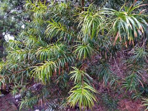 صورة Podocarpus parlatorei Pilg.