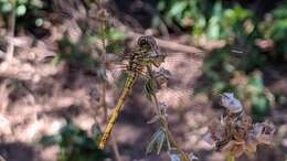 Image of Desert Darter