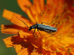 Image of Oedemera lurida