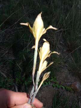 Imagem de Gladiolus longicollis subsp. longicollis