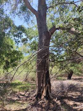 Image of Populus mexicana Wesmael