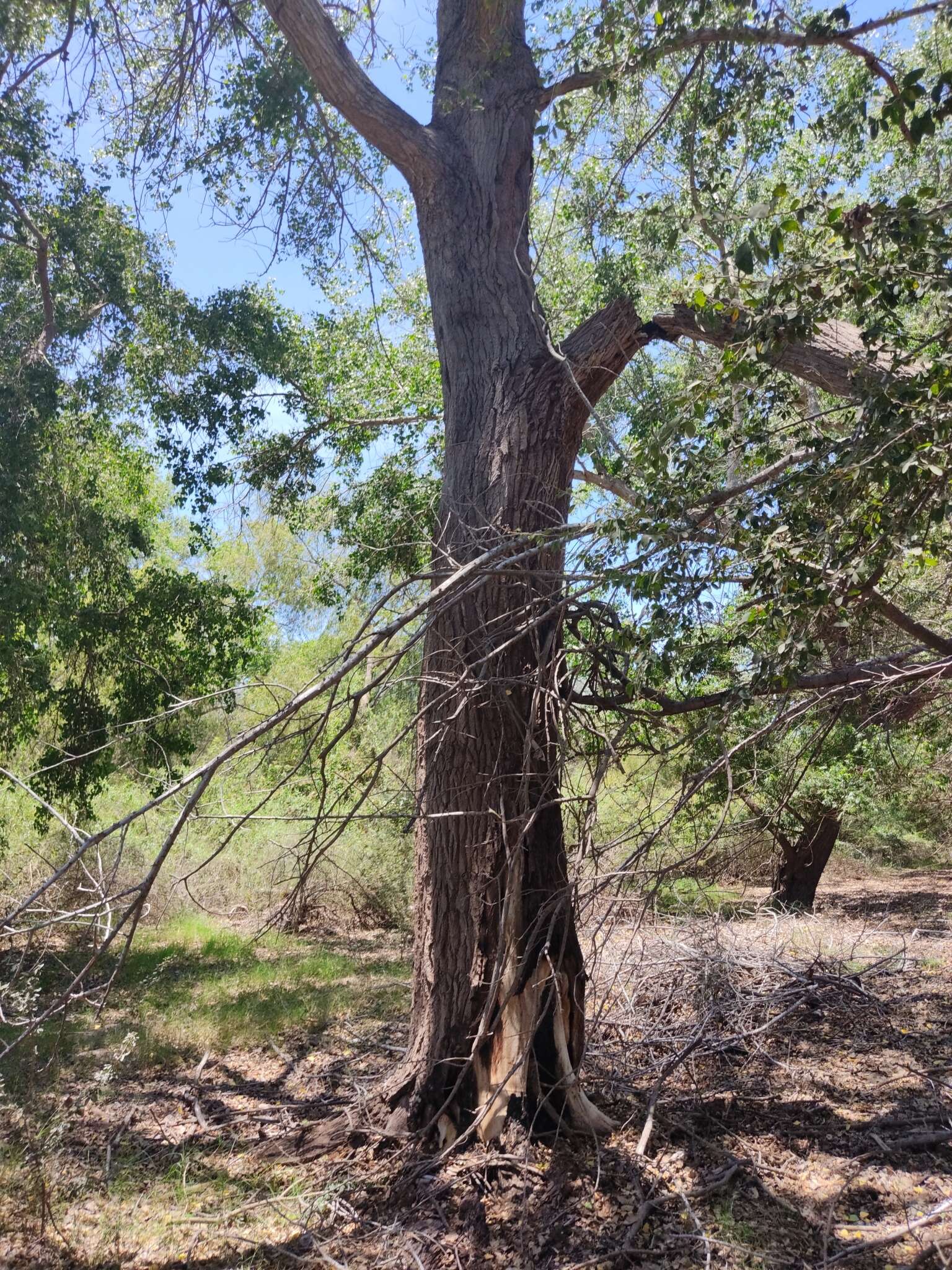 Image of Populus mexicana subsp. dimorpha (T. S. Brandeg.) J. E. Eckenwalder