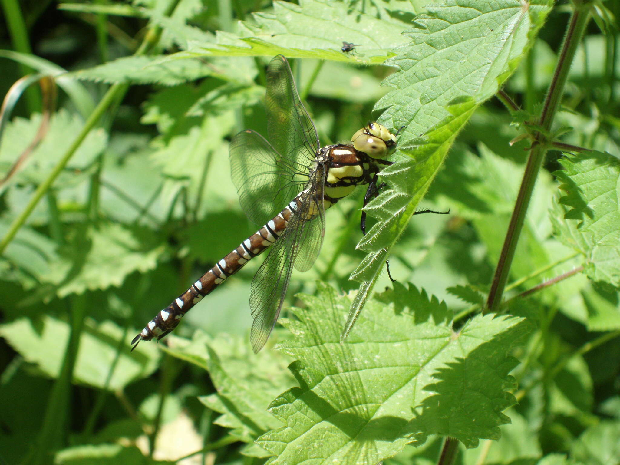 Image of Blue Hawker