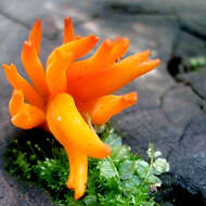 Imagem de Calocera viscosa (Pers.) Fr. 1821