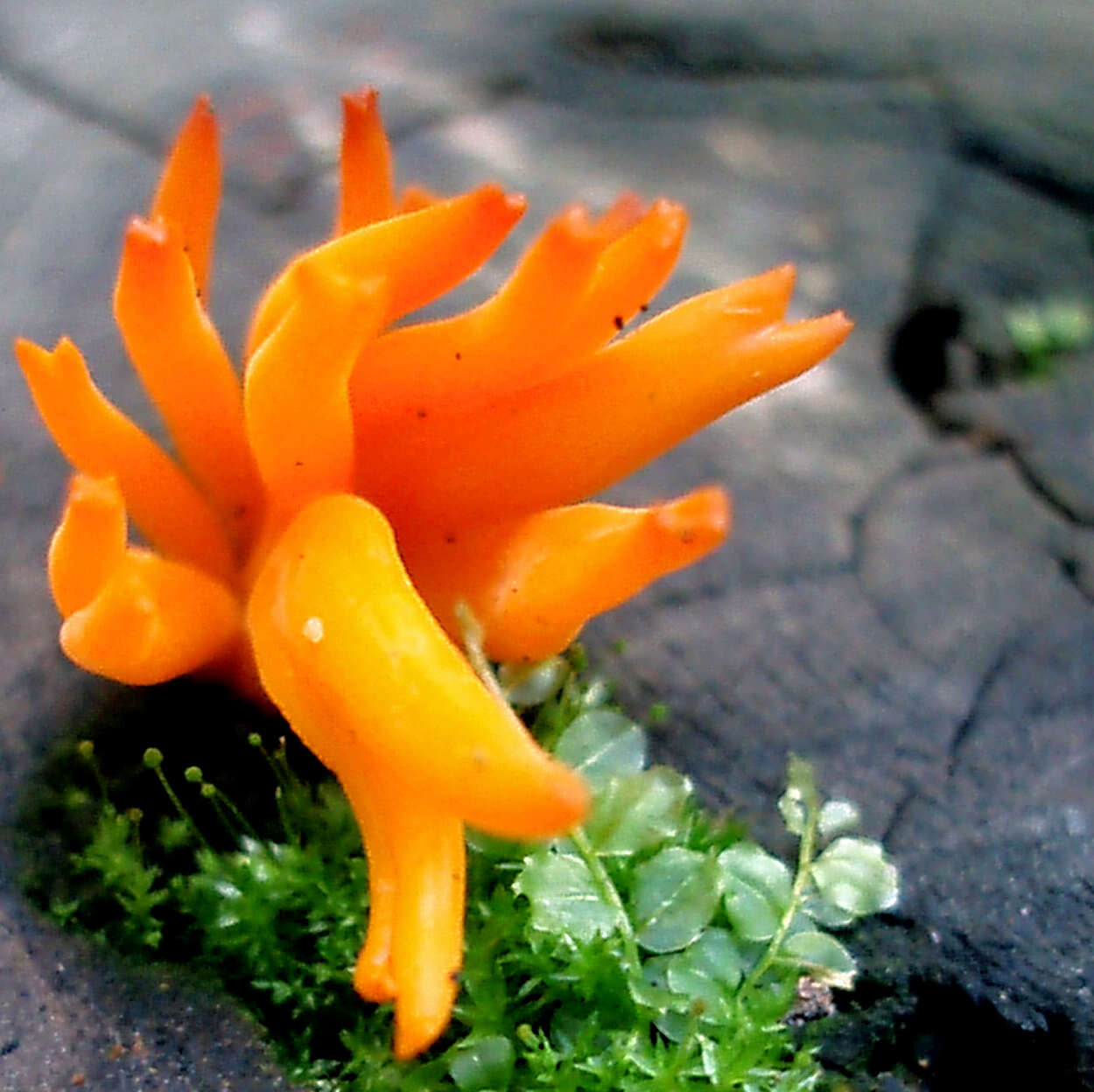 Imagem de Calocera viscosa (Pers.) Fr. 1821