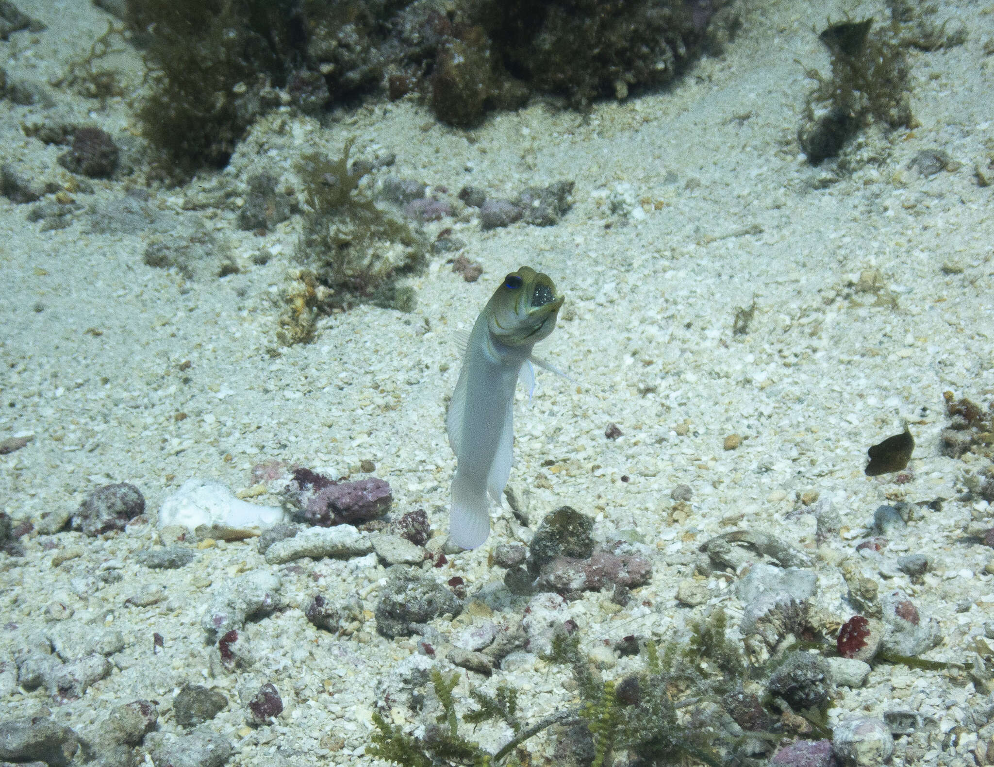 Image of Yellowhead Jawfish