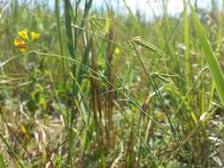 Image of Narrow-leaved Bird's-foot-trefoil