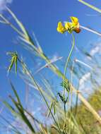 Image of Narrow-leaved Bird's-foot-trefoil