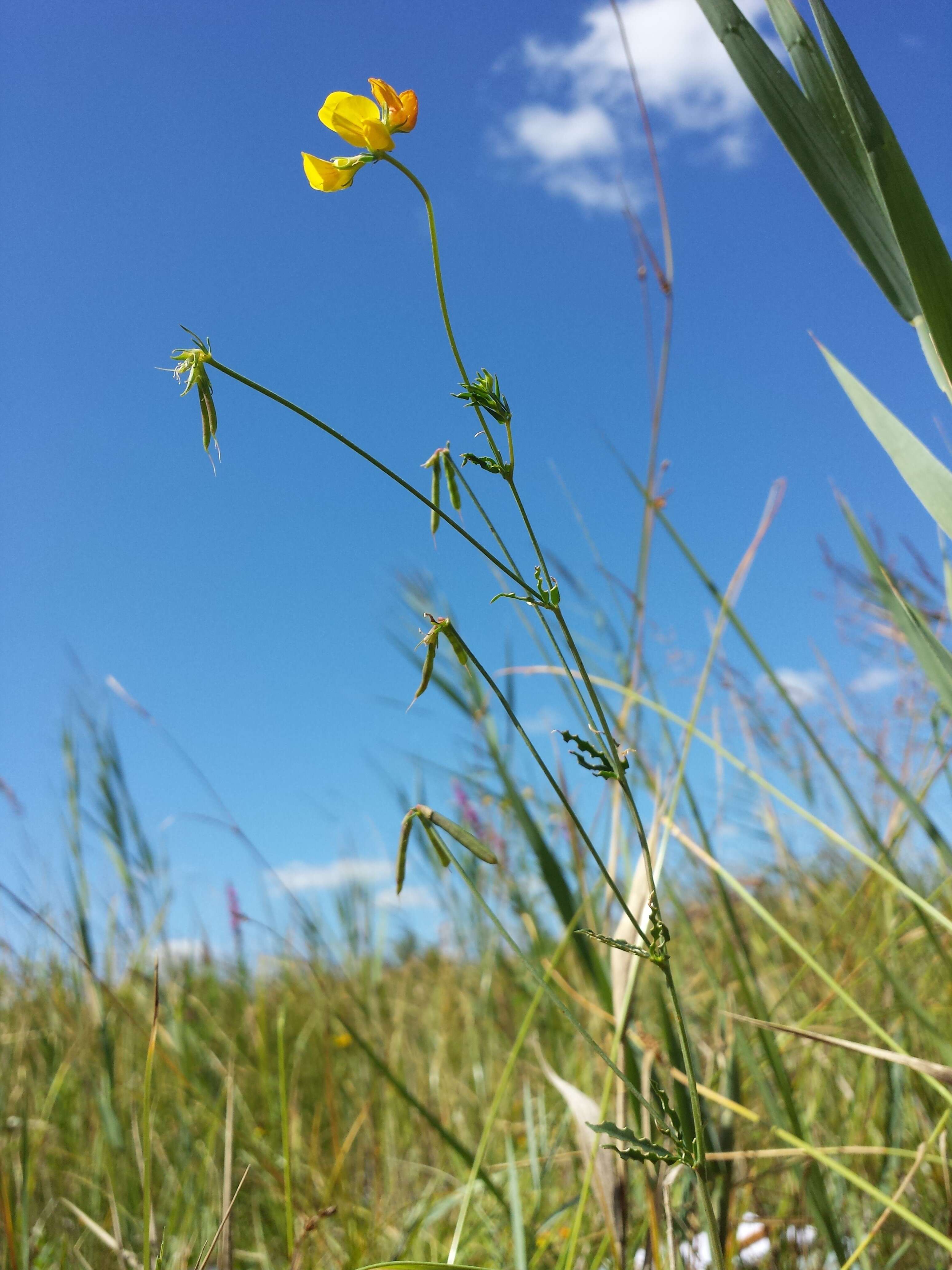 Image of Narrow-leaved Bird's-foot-trefoil