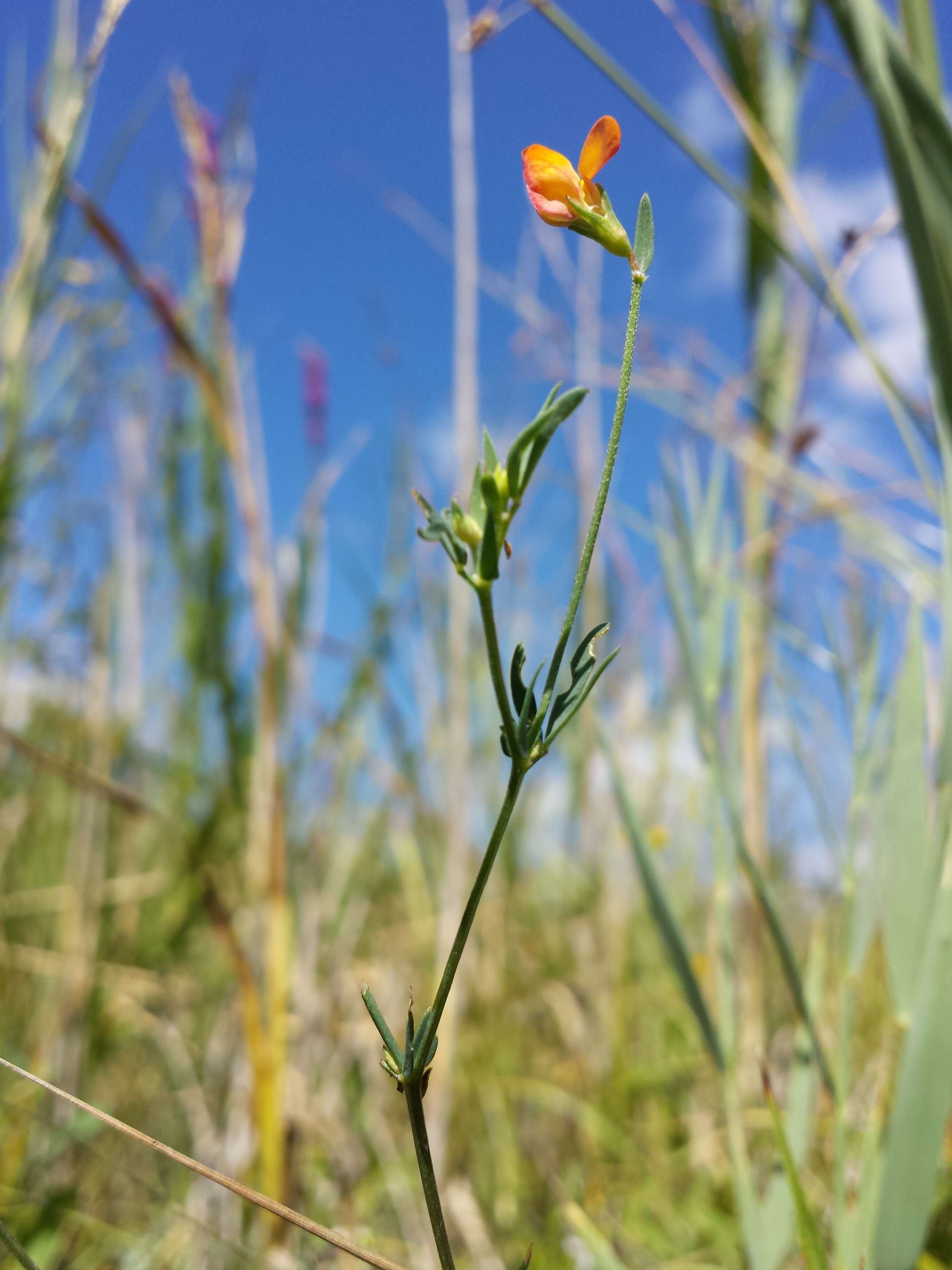 Image of Narrow-leaved Bird's-foot-trefoil