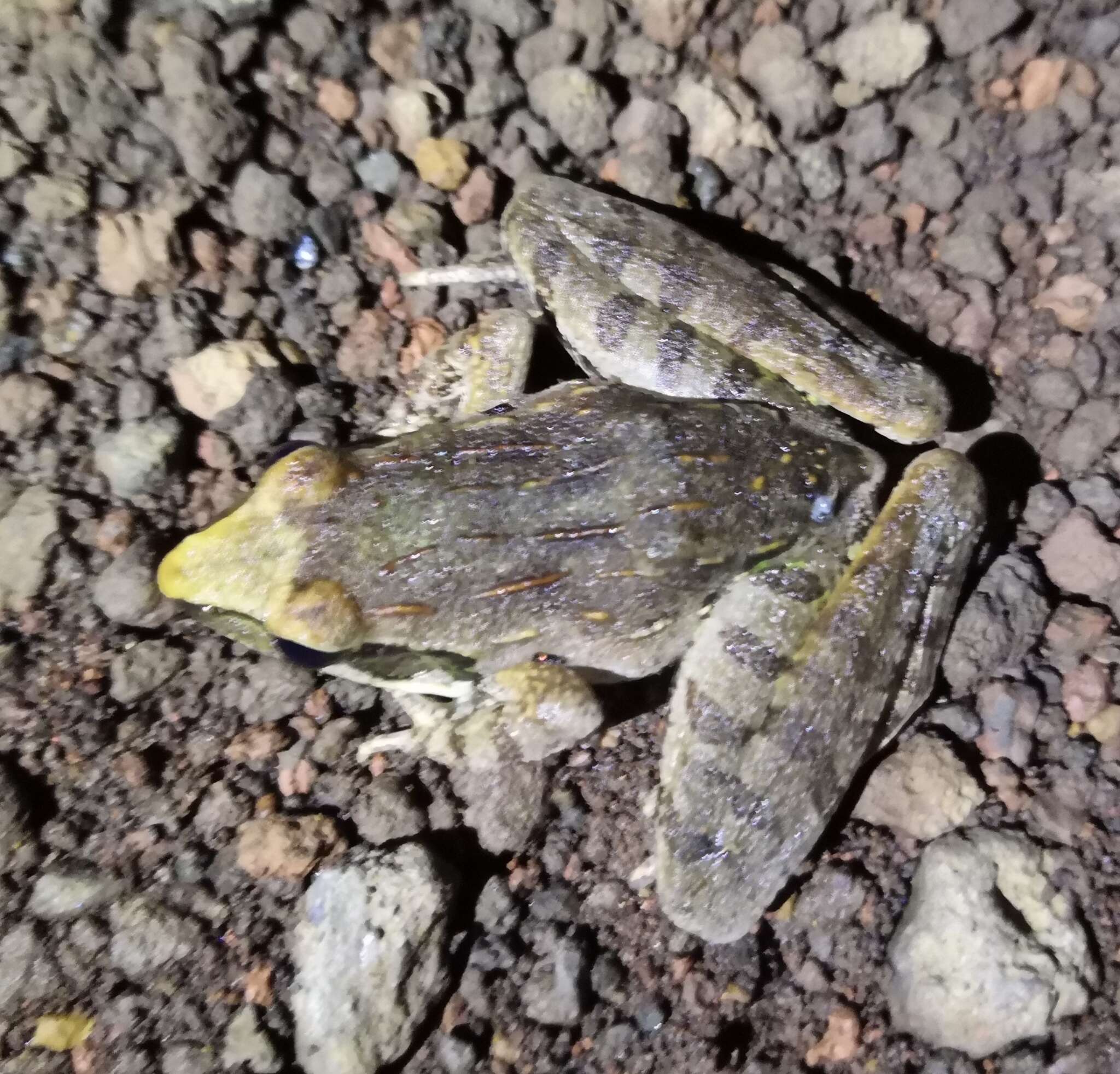 Image of Newton's Grassland Frog