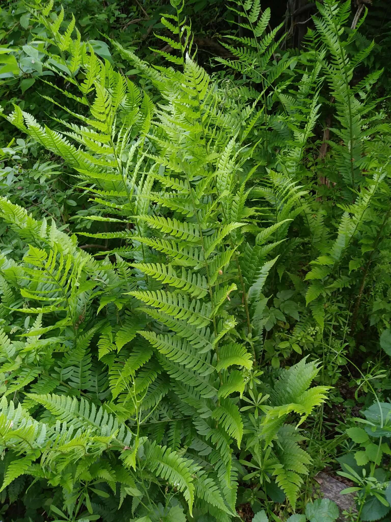 Image de Dryopteris leedsii Wherry