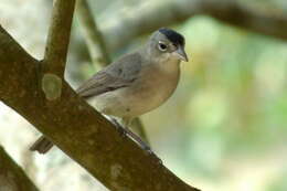 Image of Grey Pileated Finch