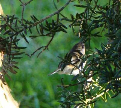 Image of Grey Gerygone