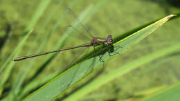 Image of Chalcolestes Kennedy 1920