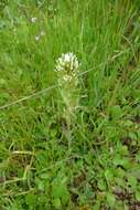 Image of attenuate Indian paintbrush