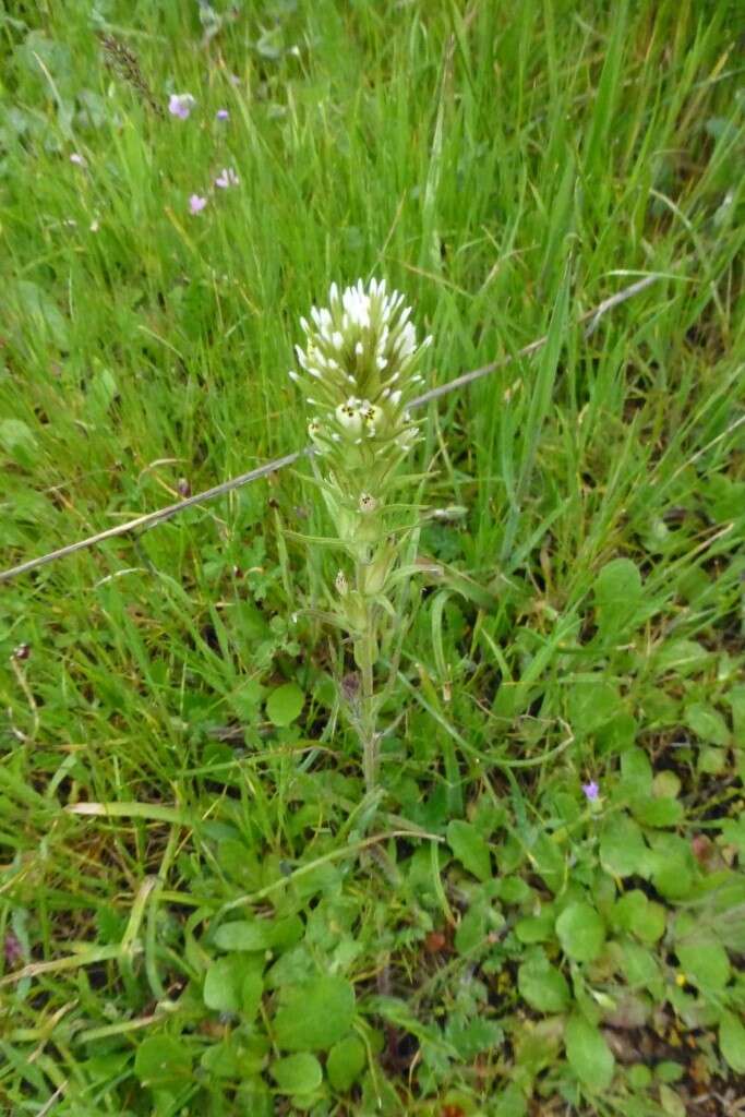 Image of attenuate Indian paintbrush