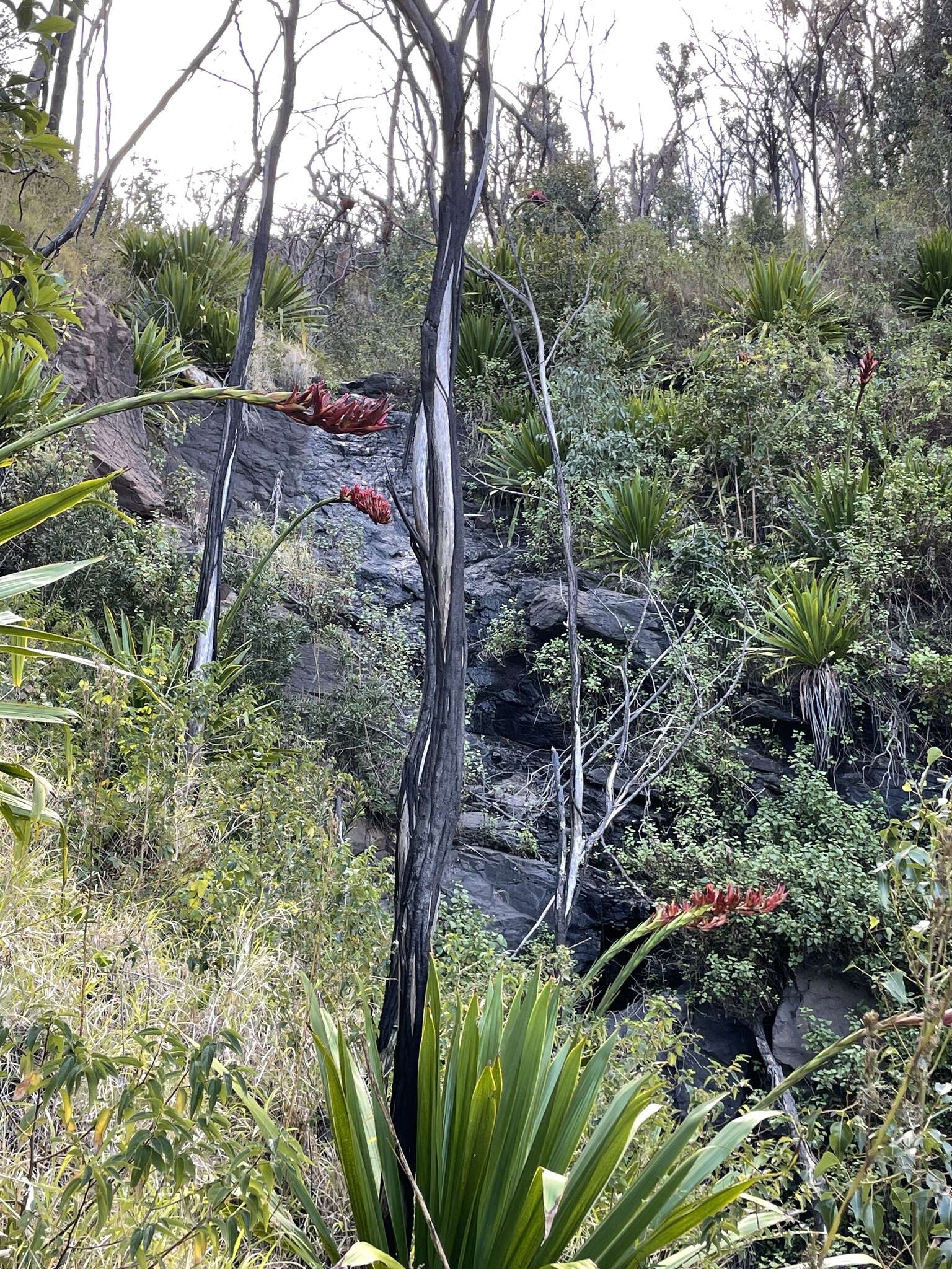 Image of giant spear lily