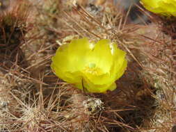 Image of Tephrocactus weberi (Speg.) Backeb.