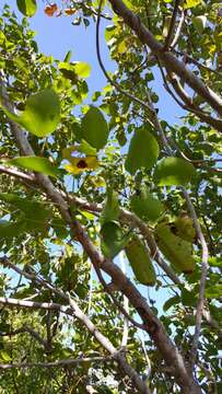 Image of Florida poisontree