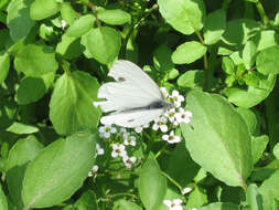 Image of Margined White