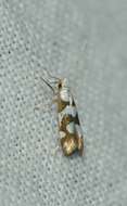 Image of Argyresthia brockeella Hübner 1805