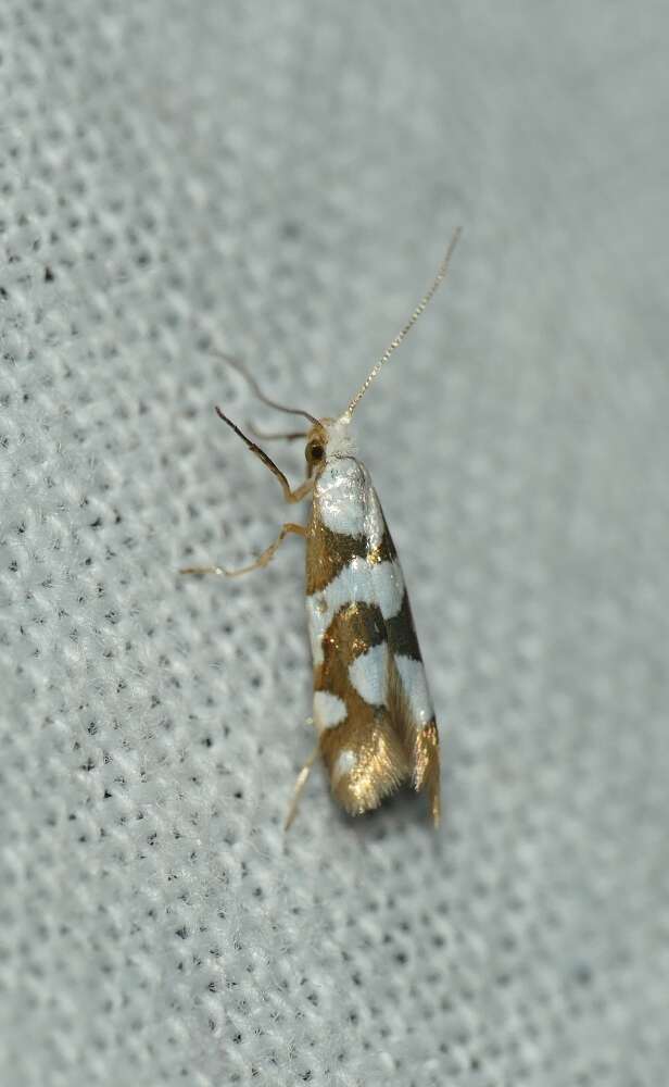 Image of Argyresthia brockeella Hübner 1805