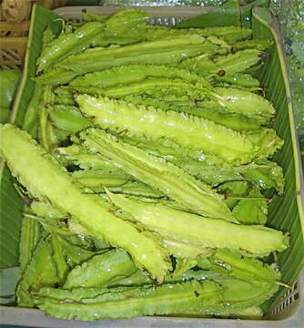 Image of winged bean