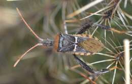 Plancia ëd Narnia (Xerocoris) snowi Van Duzee 1906