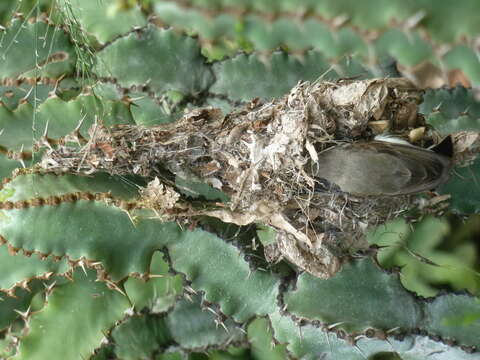 Image of White-bellied Sunbird