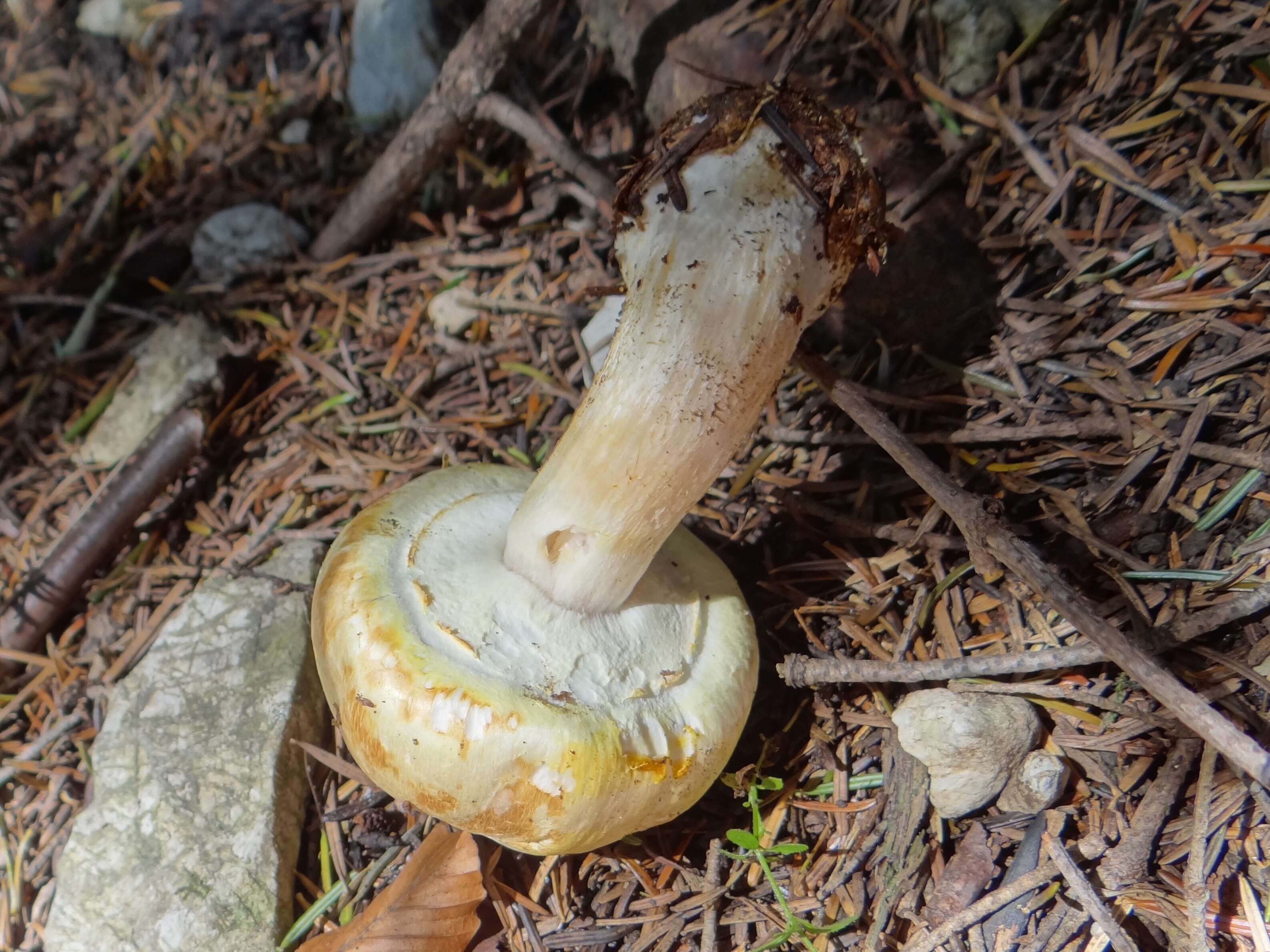 Image of Horse Mushroom