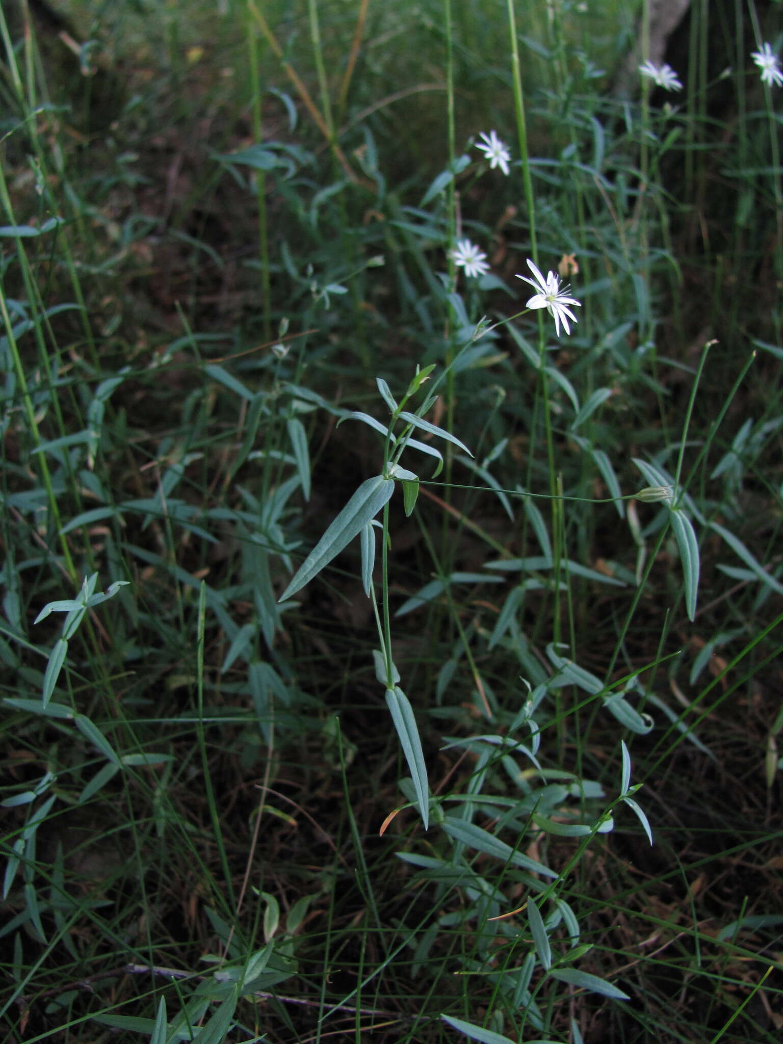 Image of Stellaria hebecalyx Fenzl