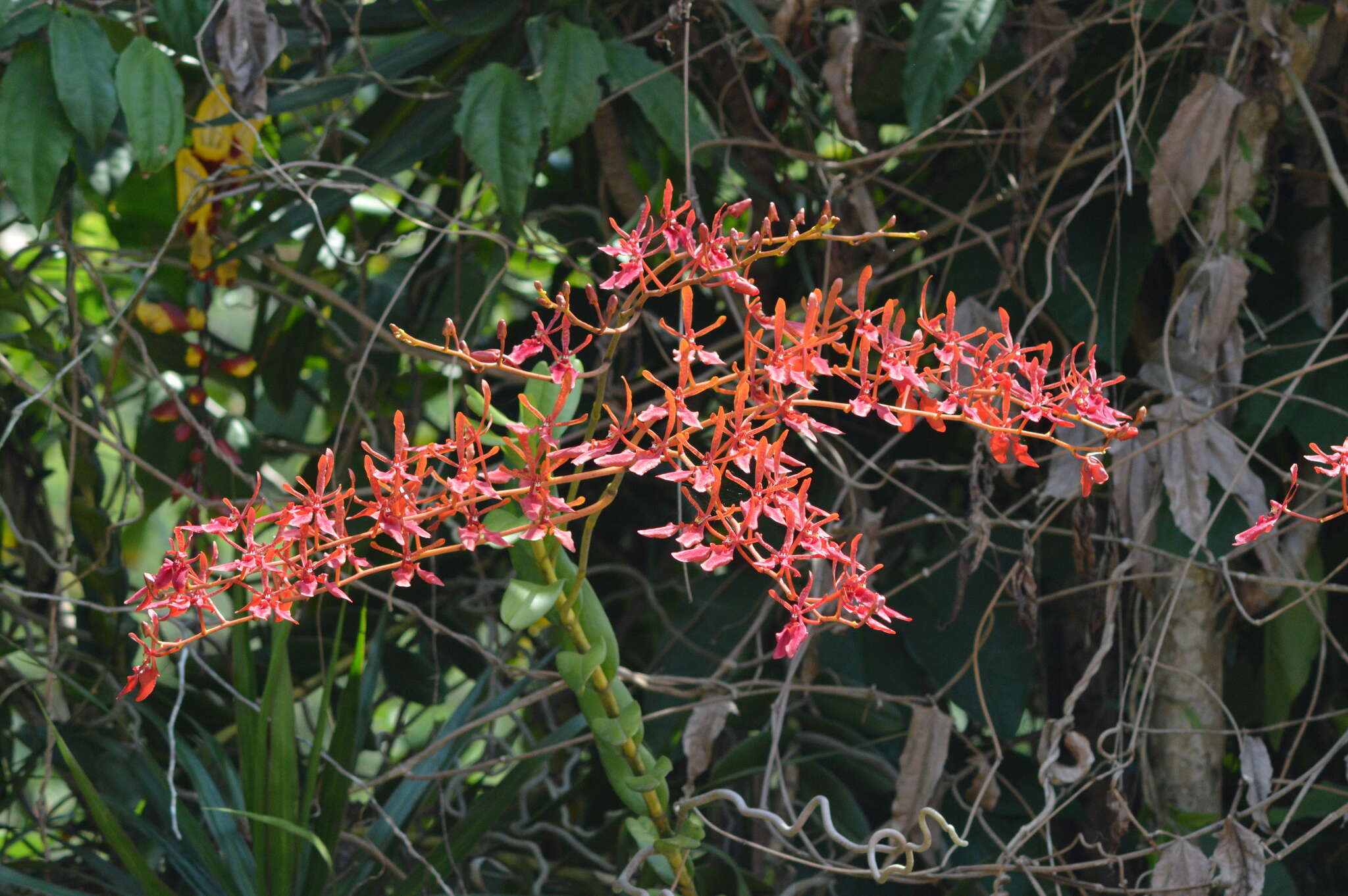 Imagem de Renanthera coccinea Lour.